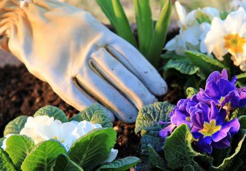 A close-up view of a garden bed in a well-maintained outdoor space, featuring a variety of flowering plants and shrubs. The foreground includes vibrant purple and white primroses with lush green leaves, planted alongside dark, moist soil. In the background, there are larger green foliage plants with broad leaves, possibly irises or similar perennials, with some white and yellow flowers visible. The scene shows an organized, landscaped garden area with healthy, thriving plants, indicative of regular gardening services such as pruning and planting care. The lighting suggests a bright, clear day, highlighting the rich natural tones and textures of the plants and soil, suitable for a residential garden in Willesden or nearby areas, emphasizing natural garden aesthetics and outdoor beauty enhancement by local gardening specialists like Hedge Trimming Willesden.