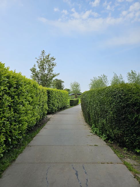 A straight concrete footpath lined with neatly trimmed, dense green hedges on both sides, extending into the distance under a clear blue sky with a few wispy clouds. The well-maintained hedges display