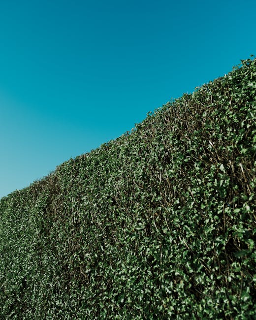 A straight concrete footpath lined with neatly trimmed, dense green hedges on both sides, extending into the distance under a clear blue sky with a few wispy clouds. The well-maintained hedges display